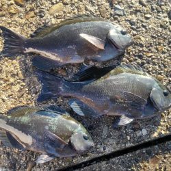 和歌山市江（吉丸渡船）で磯フカセ